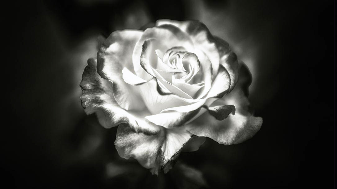 MF021 Wall décor art photographic on canvas floral single rose black & white
